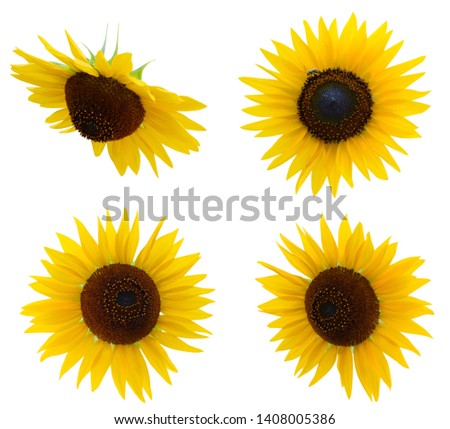 A yellow sunflower flower head isolate white background