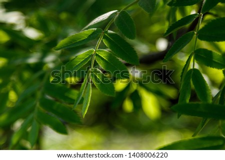 Beautiful spring leaves of trees in the sun's rays macro close up