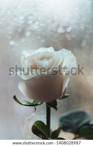 White rose on bokeh background