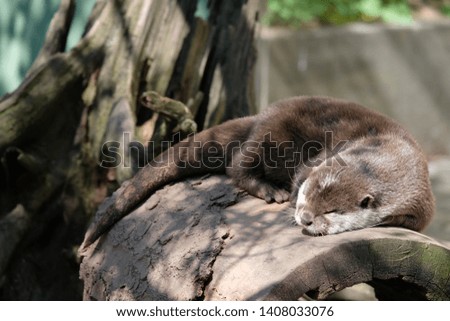 Otter in zoo sleeping on log