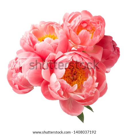 beautiful pink peonies flowers isolated on white background