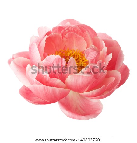 beautiful pink peony flower isolated on white background Royalty-Free Stock Photo #1408037201