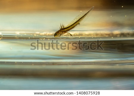 Salamander. Tadpoles of salamander, closeup. Swimming salamander. Slightly developed salamander larvae 