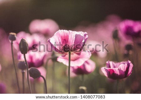 Lilac Poppy Flowers in sunlight in early Summer close-up