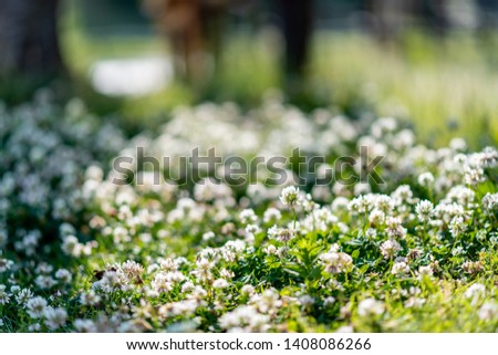 Flowers blooming in a secluded park in summer