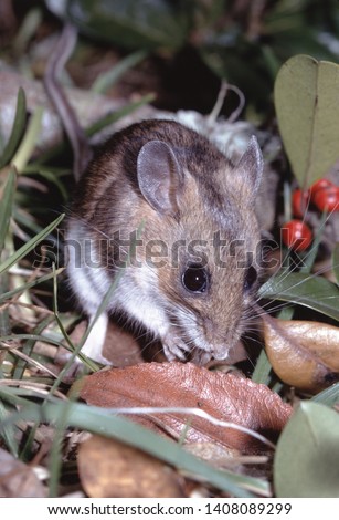 Deer Mouse (Peromyscus Maniculatus) cute