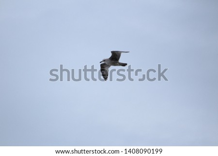 Flying Sea Eagle on the sky