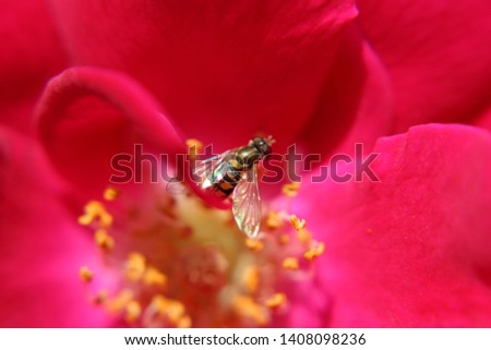  Hoverfly pollinating a rose.
this photo can be useful for education on insects and pollination. 