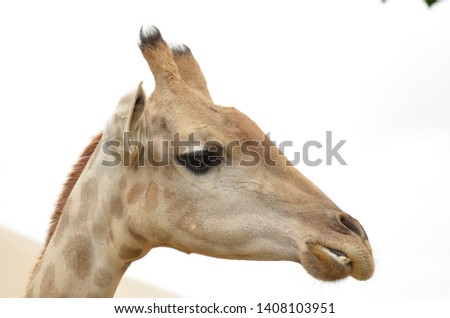 The giraffe is a African even-toed ungulate mammal