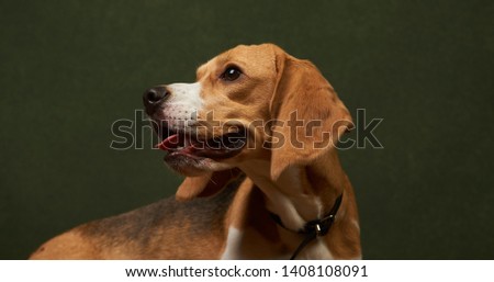 Beautiful Beagle dog portrait on dark background with copy space, close-up. The beagle is a breed of small hound dog. Pet training. World Animal Day