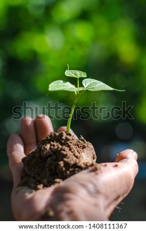 Green seedling on the hand and background is green. Concept of this picture is let's create oxygen for yourself and those around you.