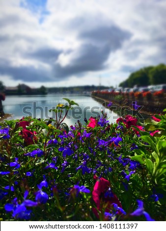 This picture is from a bay in Ireland. The flowers lining the bay gave it color and vibrancy. The color gave a sense of peace and was quite a sight.