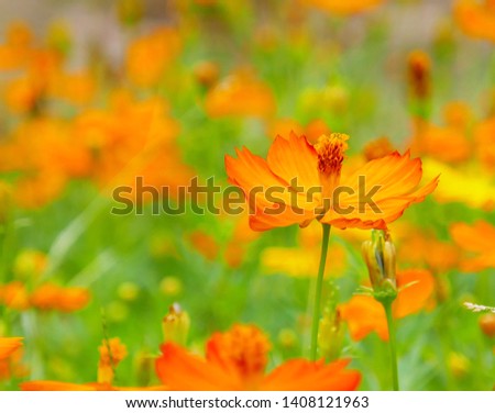 orange flowers beautiful blooming in the park,cosmos