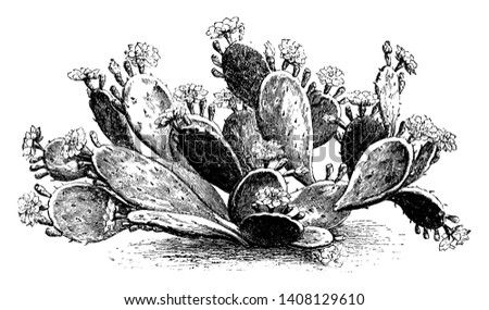 A picture showing the branch of Optunia Rafinesquii which is a variety of prickly pear. The flowers often have a red center and numerous petals, vintage line drawing or engraving illustration. Royalty-Free Stock Photo #1408129610