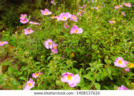 Cistus incanus Rock rose flowers  Royalty-Free Stock Photo #1408137626