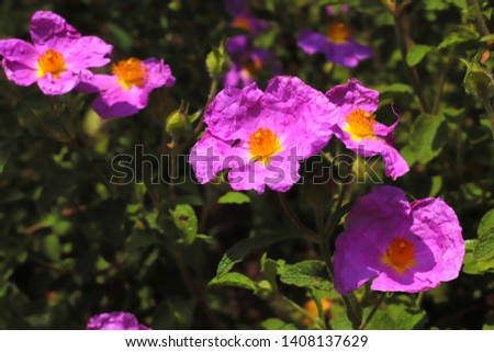 Cistus incanus Rock rose flowers  Royalty-Free Stock Photo #1408137629