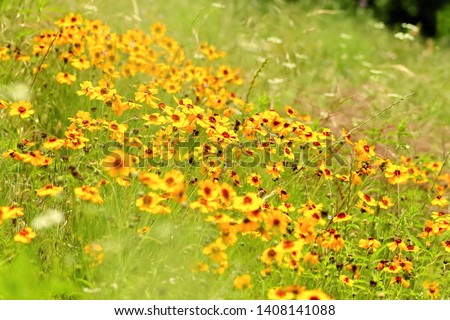 Picture of a large meadow covered by Coreopsis flowers, taken at the blooming spring season in TX, USA
