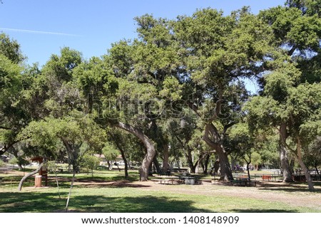 Trees and benches at park