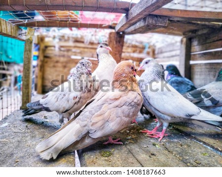Pigeons Inside The Cage On The Market For Sell. Friendly Domestic Bird.