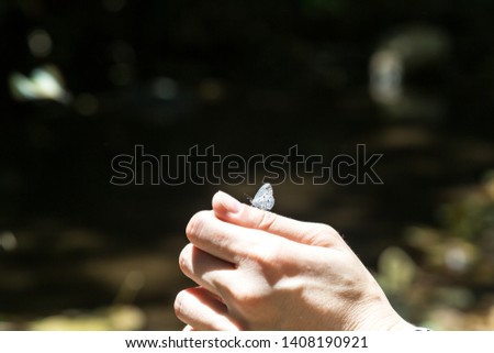 Butterfly flies friendly stands on finger hand in forest