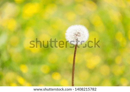 Dandelion fluff and flower field