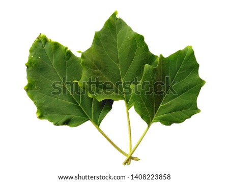 Devil's trumpet leaves or datura metel leaf Isolated on white background. Green leaf or green leaves on white background.