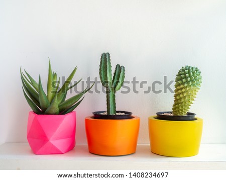 Beautiful round concrete planters with cactus plant on white background. Colorful painted concrete pots for home decoration.