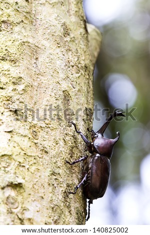 Rhinoceros Beetle for adv or others purpose use