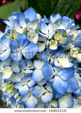 A cluster of blue hydrangeas