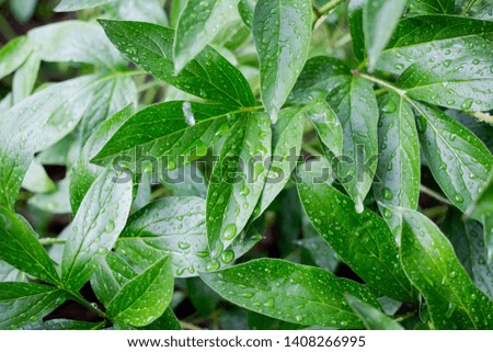 peony leaves after spring rain 
