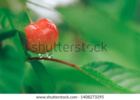 One small young cherry growing on a tree.