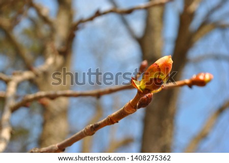 Chestnut tree branch close up detail buds, spring sunny day, blurry sky bokeh background
