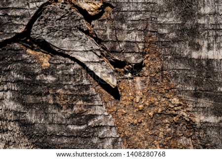 Texture of old wood. Background image. Macro photo.