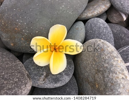 Yellow frangipani flowers on gray stones background


