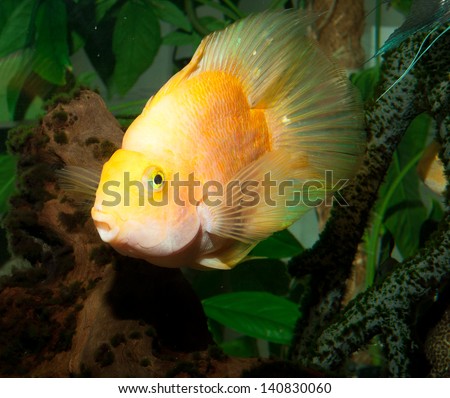 Big yellow aquarium fish portrait.
