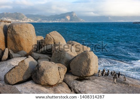 boulders beach national parks and nature reserves of south africa