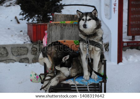 Dog sleds sit on snow in Harbin, China