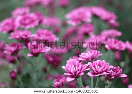 The purple chrysanthemum in the flower garden can be used as a background.