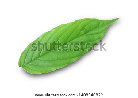 Leaves on a separate white background