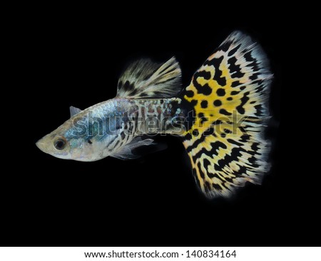 fish guppy pet isolated on black background