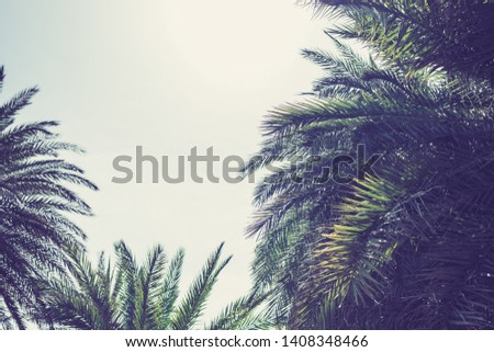 Palm trees at Santa Monica beach.  Bottom view. 