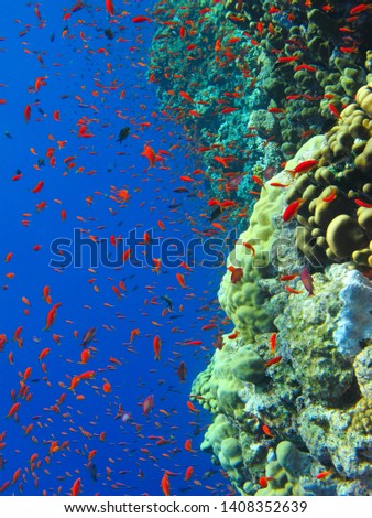 Tropical blue ocean with red fish and coral reef. Underwater photography from scuba diving. Corals and school of red fish (Anthias). Marine life picture. Aquatic wildlife.