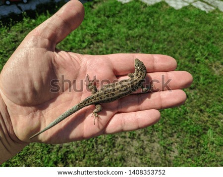 beautiful lizard on the palm, female gray lizard