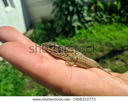 beautiful lizard on the palm, female gray lizard