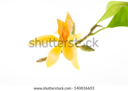 Yellow Michelia Alba(Magnolia sirindhorniae Noot. & Chalemglin)