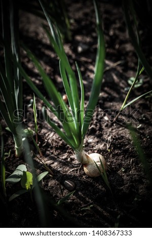 Onion grows in the garden in the garden. First spring harvest. Selection focus. Shallow depth of field. Toned.