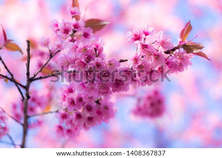 Flower Queen Tiger or Sakura Thai Prunus cerasoides (5)