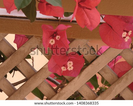 Red flowers on the terrace of a private house in spring