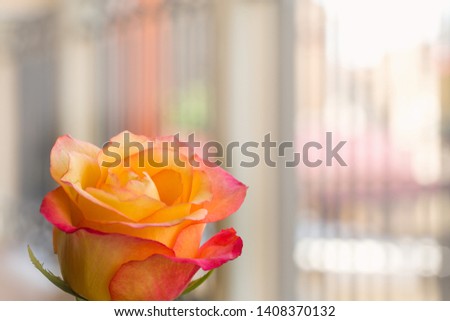 The flower of rose on the colored background