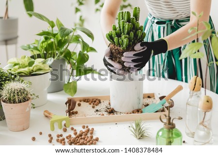Woman gardeners  transplanting cacti in ceramic pots on the white wooden table. Concept of home garden. Spring time. Stylish interior with a lot of plants. Taking care of home plants. Template. Royalty-Free Stock Photo #1408378484